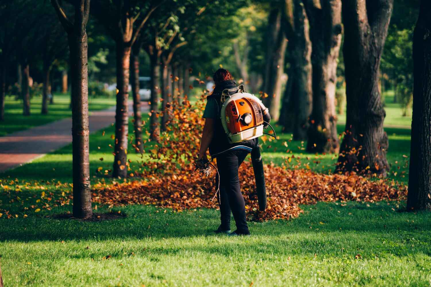 Best Tree Removal Near Me  in USA